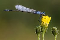 28 - YELLOW AND BLUE - LEMMENS JEF - belgium <div